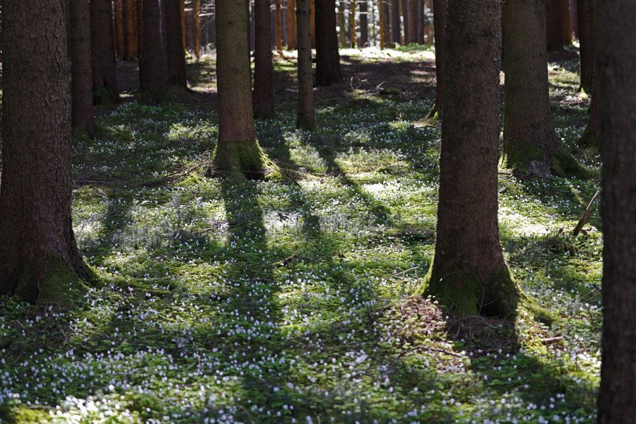 Sonnendurchfluteter Wald